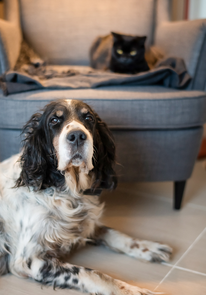 Which Essential Oils are Safe for Dogs and cats