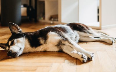 What Essential Oils are Safe to Diffuse Around Dogs?